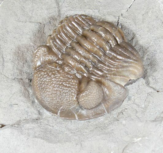 Long, Folded Eldredgeops Trilobite - Ohio #50899